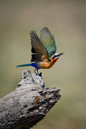 A white-fronted bee-eater with a catchlight in its eye takes off from a dead branch. It has green, blue and brown wings, a rufous breast, a red, white and black head and a black beak.の写真素材
