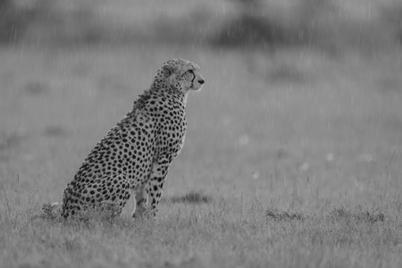 Mono cheetah sits on grass in rainの写真素材