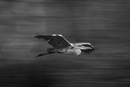 Mono slow pan of egret against riverbankの写真素材