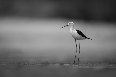 Mono black-winged stilt on mudflat watching cameraの写真素材