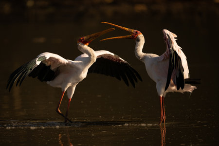Two yellow-billed storks stand squabbling in shallows