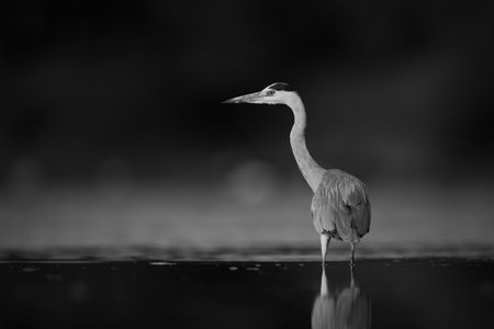 Mono grey heron in pond turning headの写真素材