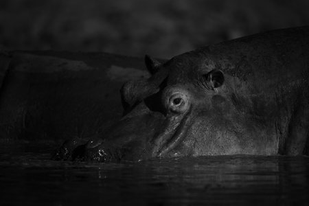 Mono hippo stands in pond at dawn