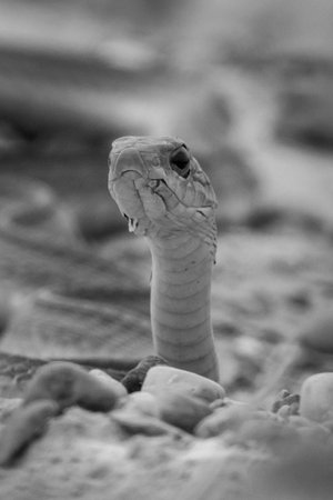 Mono boomslang lies lifting head on ground