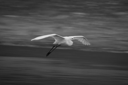 Mono slow pan of egret gliding pastの写真素材