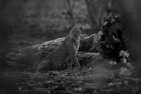 Mono leopard sits by log watching cameraの写真素材