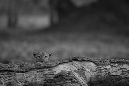 Mono male leopard lies peeking over logの写真素材
