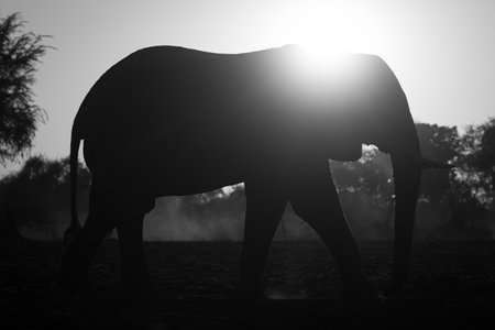 Mono African elephant passes camera at sunriseの写真素材