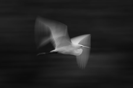 Mono slow pan of egret flapping wingsの写真素材