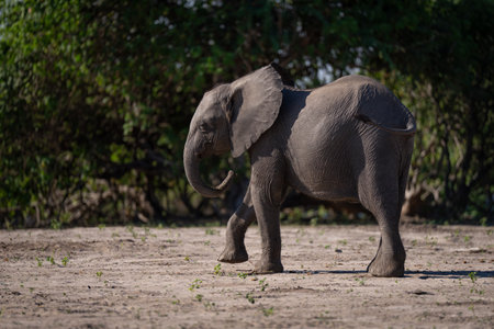 African bush elephant crosses sand lifting footの写真素材