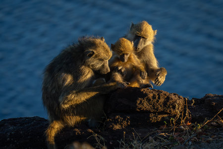 Chacma baboon family sit on rocky riverbankの写真素材