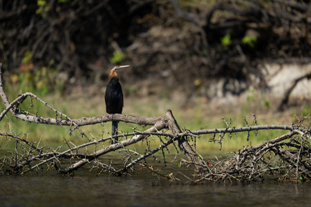 African darter on dead branches in riverの写真素材