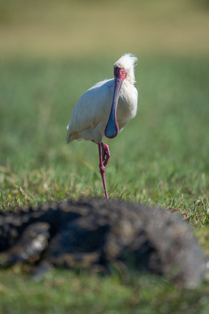 African spoonbill on one leg by crocodileの写真素材