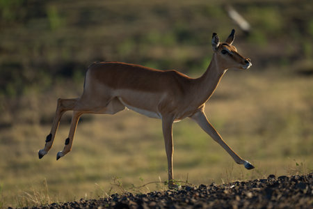 Backlit female impala gallops past on savannaの写真素材