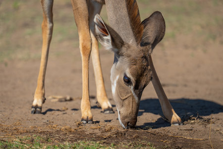 Close-up of female greater kudu bending downの写真素材