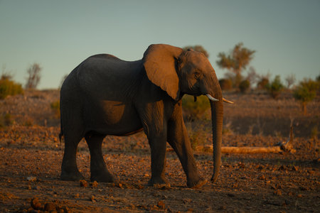 African elephant crosses rocky slope at sunsetの写真素材
