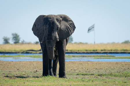 African bush elephant standsの写真素材