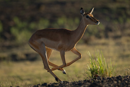 Backlit female impala runs past on savannaの写真素材