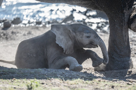 Baby African bush elephant struggles getting upの写真素材