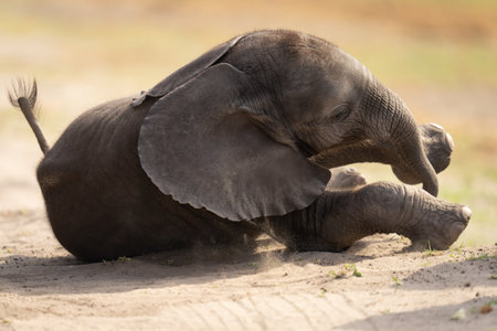 Baby African elephant struggles to stand upの写真素材