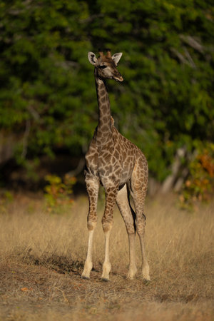Baby southern giraffe stands staring towards cameraの写真素材