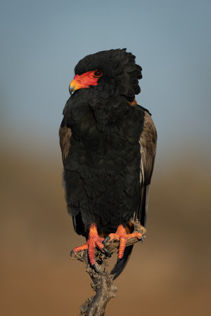 Bateleur eagle watching camera from dead branchの写真素材