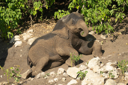 Baby African bush elephant lies among rocksの写真素材