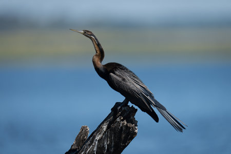 African darter on guano-covered stump in profileの写真素材