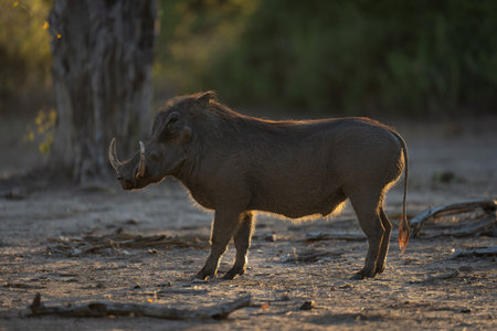 Backlit common warthog stands staring near treeの写真素材