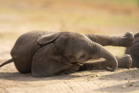 Close-up of baby African elephant lying downの写真素材