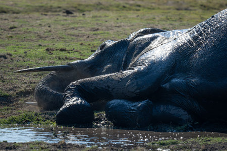 Close-up of African elephant lying on riverbankの写真素材