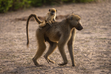 Chacma baboon walks with baby on backの写真素材