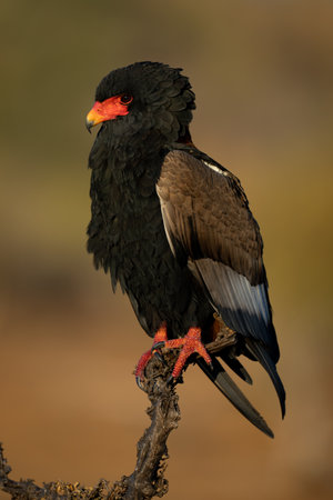 Bateleur eagle with catchlight on tree stumpの写真素材