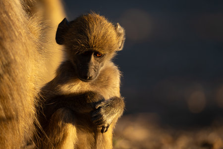 Close-up of baby chacma baboon looking downの写真素材