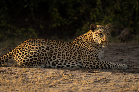 Close-up of female leopard lying by bushes