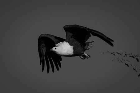 Mono African fish eagle dives from treeの写真素材