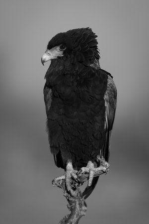 Mono bateleur on branch in golden hourの写真素材