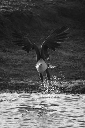 Mono African fish eagle flies across water