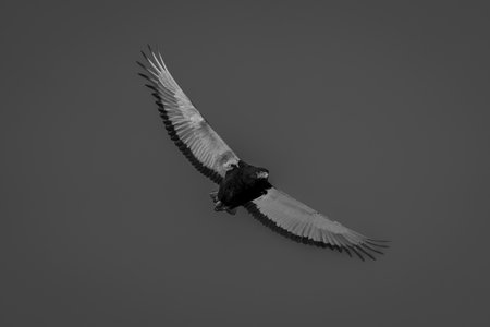 Mono bateleur eagle glides through blue skyの写真素材