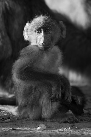 Mono Baby chacma baboon sits facing cameraの写真素材