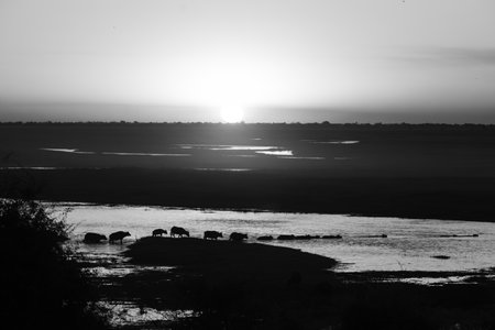 Mono Cape buffalo herd crossing sunset riverの写真素材