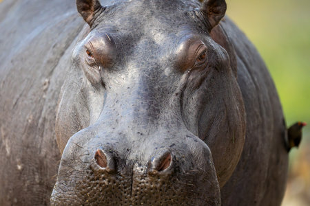 Close-up of hippo facing camera with oxpecker