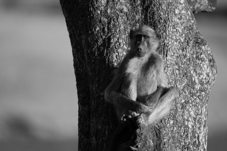 Mono chacma baboon sitting on sunlit branchの写真素材