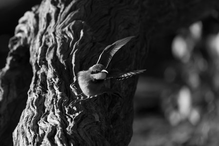 Mono little bee-eater takes off from treeの写真素材