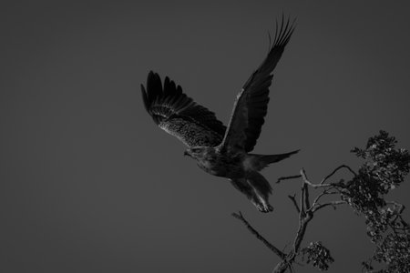Mono tawny eagle takes off under sky