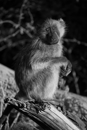 Mono chacma baboon on log facing camera