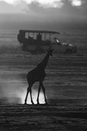 Mono southern giraffe passes jeep raising dustの写真素材