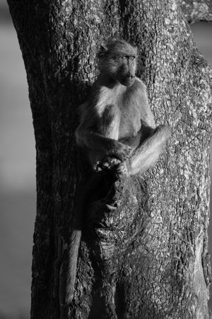 Mono chacma baboon sits on sunlit branchの写真素材
