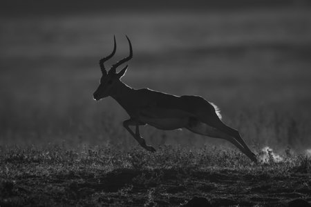 Mono male impala gallops across dusty floodplainの写真素材