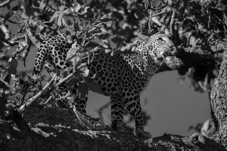 Mono leopard stands on branch looking upの写真素材